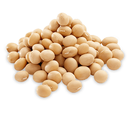 Soya Beans